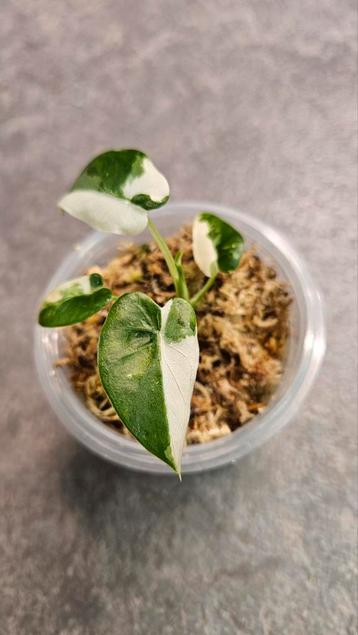 Alocasia Okinawa Silver albo #8 beschikbaar voor biedingen