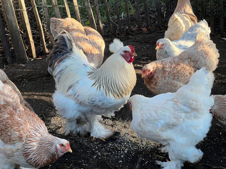 Brahma haan groot, Dieren en Toebehoren, Pluimvee, Kip, Mannelijk
