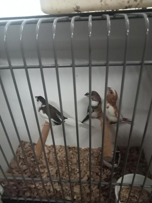 Diverse Japanse meeuwen, Dieren en Toebehoren, Vogels | Overige Vogels, Tropenvogel, Meerdere dieren