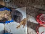 Gratis usa zijdehoen hen 1jaar, Dieren en Toebehoren, Pluimvee, Vrouwelijk, Kip
