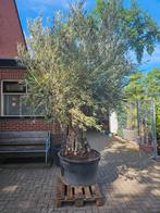 Mega grote olijfbomen: 360 en 320 hoog, Volle zon, Ophalen of Verzenden, 100 tot 250 cm, Olijfboom
