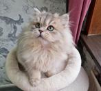 Raszuivere Scottish , langharig, 2 katers ⚡️⚡️