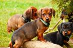 Teckel pups, België, Rabiës (hondsdolheid), 15 weken tot 1 jaar, Korthaar