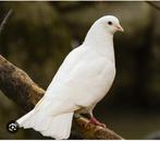 Gezocht: bevruchte duiven eieren, Dieren en Toebehoren, Vogels | Duiven, Geslacht onbekend