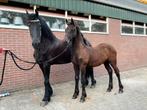 Royaal ontwikkeld Fries hengstveulen Manno x Jasper, Dieren en Toebehoren, Minder dan 160 cm, Niet van toepassing, Dressuurpaard