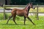 Veelbelovende hengstveulens van Continental Blue PS, Dieren en Toebehoren, Paarden, Springpaard, Niet van toepassing, 0 tot 2 jaar