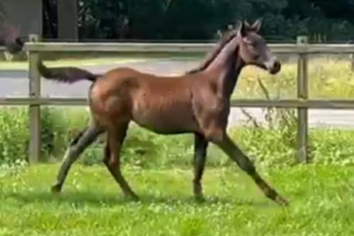 Veelbelovende hengstveulens van Continental Blue PS, Dieren en Toebehoren, Paarden, Hengst, Niet van toepassing, 165 tot 170 cm