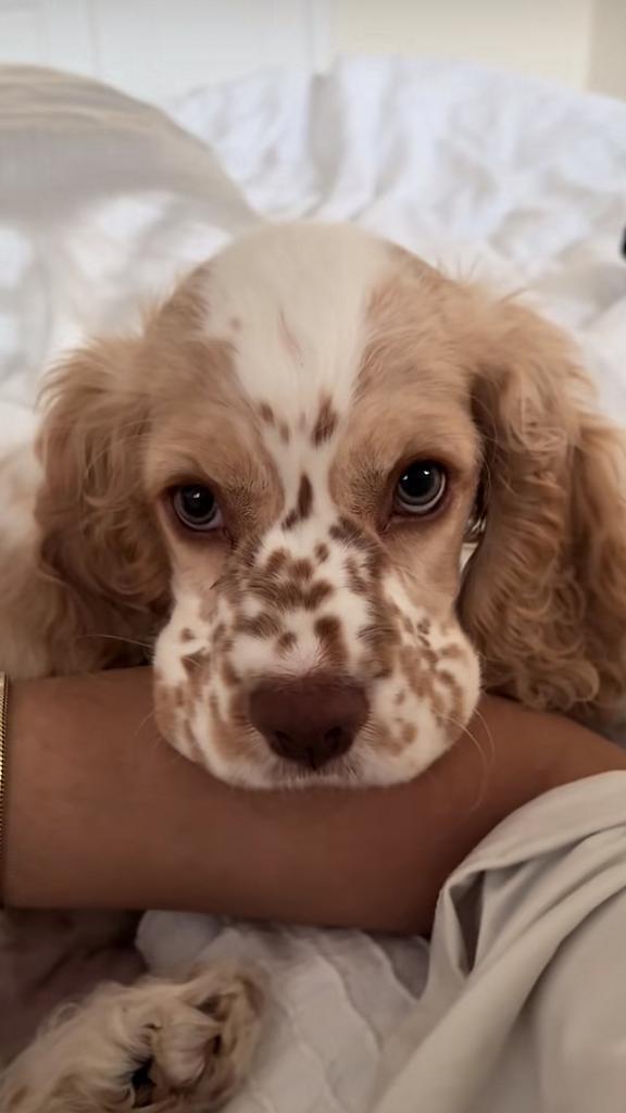 cocker spaniël nestje gezocht, Dieren en Toebehoren, Hondenriemen, Ophalen of Verzenden