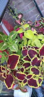 Coleus, Volle zon, Groenteplanten, Eenjarig, Ophalen of Verzenden