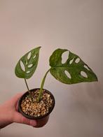 Monstera adansonii mint variegata, Huis en Inrichting, Kamerplanten, Overige soorten, Minder dan 100 cm, Groene kamerplant, Halfschaduw