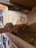 Nederlandse baardkuifhoen, Dieren en Toebehoren, Pluimvee, Meerdere dieren, Kip