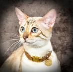 Raszuivere bengalen + eventueel alle luxe benodigdheden, Dieren en Toebehoren, Katten en Kittens | Overige Katten, Poes, Kortharig