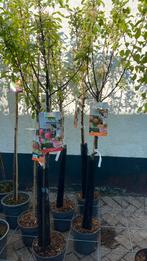Appel boom halfstam o,a ‘james grieve en gala’, Tuin en Terras, Planten | Bomen, Ophalen, Lente, Volle zon, Overige soorten