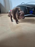 Bizon decoratie figuur, Ophalen of Verzenden, Zo goed als nieuw, Hond of Kat, Beeldje of Figuurtje