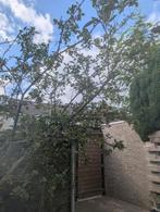 Appelboom dwergstam, Tuin en Terras, Planten | Fruitbomen, Ophalen, 100 tot 250 cm, Appelboom, Lente