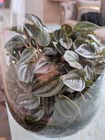 Terrarium, Ophalen, Overige kleuren, Minder dan 50 cm, Glas