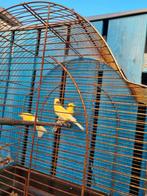Drie kanaries geproduceerd in 2025, Dieren en Toebehoren, Vogels | Kanaries, Meerdere dieren, Kleurkanarie