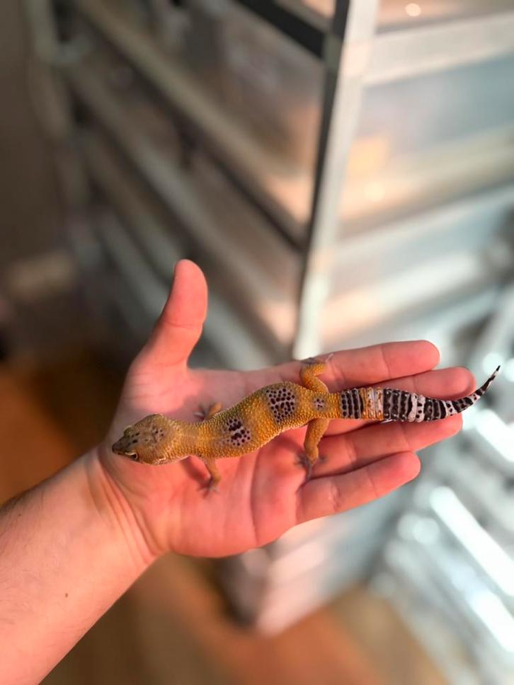 1.0 manderin tangerine black night luipaardgekko, Dieren en Toebehoren, Reptielen en Amfibieën, Hagedis, 0 tot 2 jaar