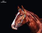 Lieve 12 jarige quarter horse fokmerrie te koop, Dieren en Toebehoren, Merrie, Recreatiepaard