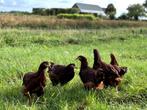 Jonge tamme Rhode Island Red kippen, gesekst en ingeënt, Dieren en Toebehoren, Pluimvee, Vrouwelijk, Kip
