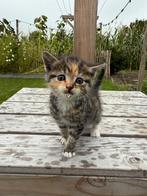 6 mooie kittens, Dieren en Toebehoren, Meerdere dieren, Ontwormd