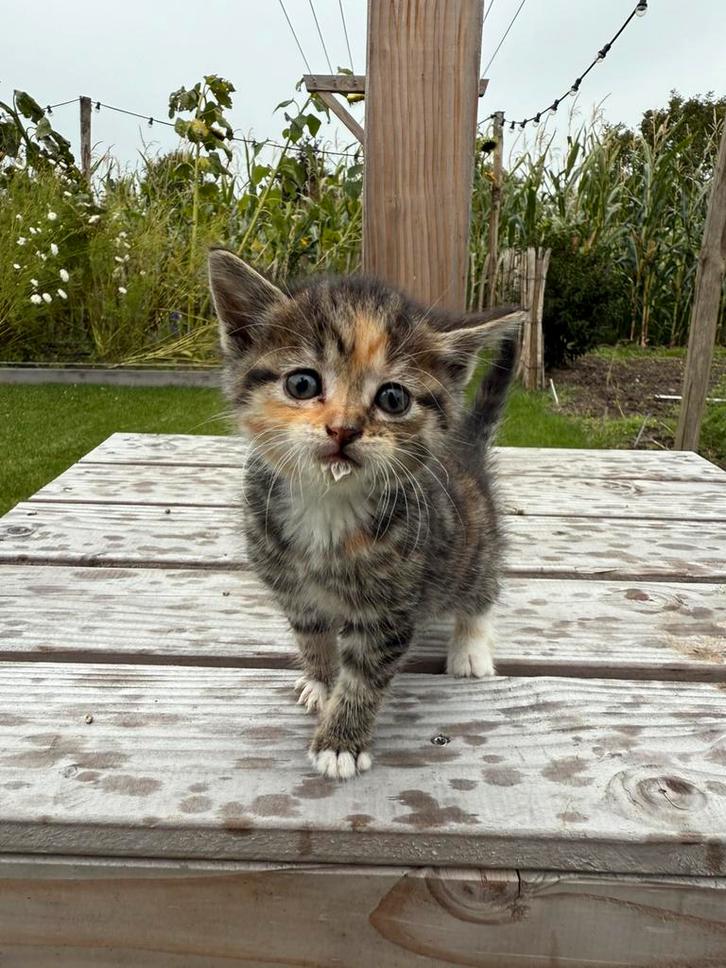6 mooie kittens, Dieren en Toebehoren, Katten en Kittens | Raskatten | Langhaar, Meerdere dieren, Ontwormd