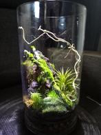 Vaas terrarium, Nieuw, Ophalen, Planten