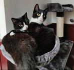 Jip & Janneke zoeken een nieuw thuis, Dieren en Toebehoren, Katten en Kittens | Overige Katten, Meerdere dieren