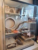 Gebril verblijf met spullen, Dieren en Toebehoren, Ophalen, Zo goed als nieuw, Hok, Minder dan 60 cm