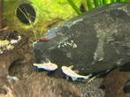Ancistrus snowwhite korte vin, Dieren en Toebehoren, Vissen | Aquariumvissen, Vis