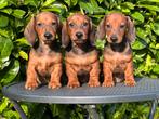 Prachtige Ruwhaar en korthaar Dwerg teckels pups met stamb, Dieren en Toebehoren, CDV (hondenziekte), 8 tot 15 weken, Dwerg, Meerdere