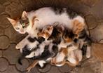 kittens van de boerderij, Dieren en Toebehoren, Katten en Kittens | Overige Katten, Meerdere dieren, Kortharig, 0 tot 2 jaar