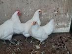 Australorp kriel wit haan en 2 hennetjes, Dieren en Toebehoren, Pluimvee, Meerdere dieren, Kip