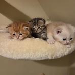 Britse korthaar kittens, Dieren en Toebehoren, Poes, Gechipt, 0 tot 2 jaar