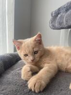 Britse korthaar kitten, Dieren en Toebehoren, Katten en Kittens | Raskatten | Korthaar, Kater, Ontwormd