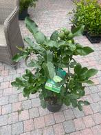 Citrus Hystrix djeroek poeroet, Tuin en Terras, Ophalen of Verzenden, Zomer, Volle zon