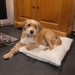 Boomer kruising, Reu, 1 tot 2 jaar, Parvo, Eén hond