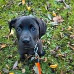 Lieve kruising pup - Kruising Labrador x Stafford, Dieren en Toebehoren, Reu, Eén hond, Middel, Nederland