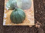 Courgette planten, Zomer, Ophalen