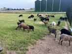 Quesant rammen gratis, Dieren en Toebehoren, Meerdere dieren