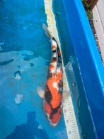 Mooie showa prijs pakker, Dieren en Toebehoren, Karper of Koi