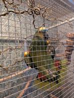 Blauwvorhoofd Amazone met Voliere, Geslacht onbekend, Papegaai, Pratend