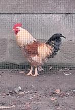 Gratis jonge haan, Dieren en Toebehoren, Pluimvee, Mannelijk, Kip