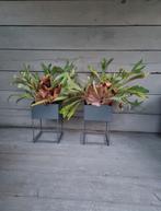 2 metalen unieke metalen potten vazen met 2 planten, Gebruikt, Minder dan 30 cm, Rond, Ophalen of Verzenden