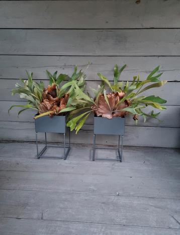 2 metalen unieke metalen potten vazen met 2 planten beschikbaar voor biedingen