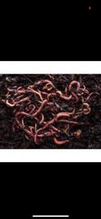 Compost wormen ( tijgerwormen), Tuin en Terras, Aarde en Mest, Ophalen of Verzenden, Compost