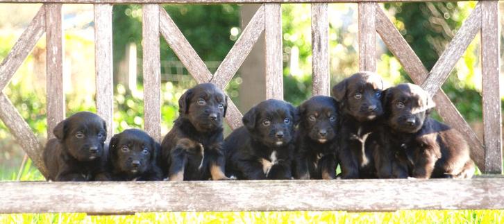 Lieve Friese Stabij x Golden Retriever pups met  garantie, Dieren en Toebehoren, Honden | Retrievers, Spaniëls en Waterhonden