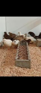 Chinese dwerg kwartels, Meerdere dieren, Tropenvogel