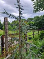 libanon ceder cedrus libani 'Glauca", Vaste plant, Bloeit niet, Halfschaduw, Ophalen