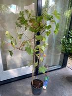 Vitis 'Boskoop Glory' Druif druiven plant, Tuin en Terras, Planten | Bomen, Bloeit niet, Overige soorten, 100 tot 250 cm, Ophalen